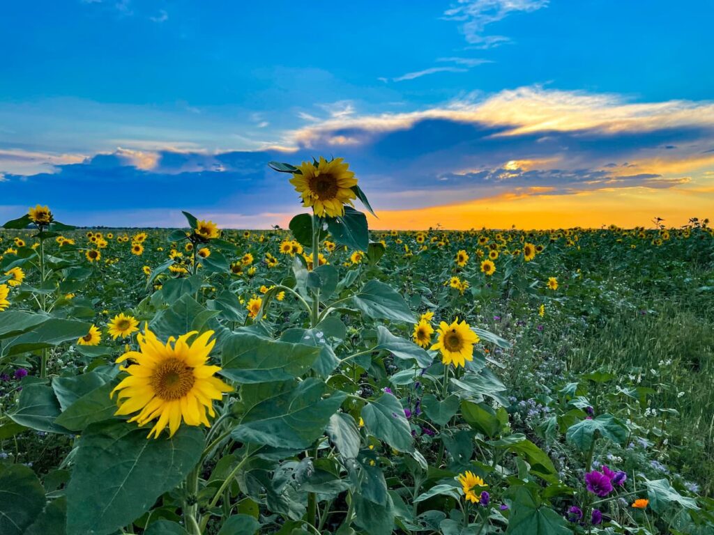 Sunflower field in Germany
